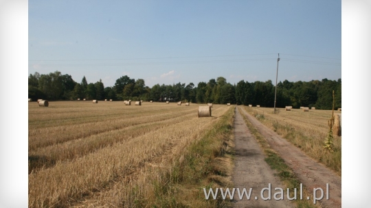 pole bele słomy03.jpg